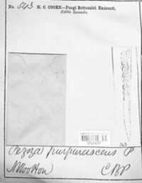 Image of Discinella purpurascens